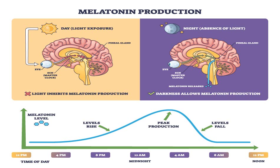 melatonin-je-hormon-koji-kontrolise-ritam-spavanja-i-budnosti